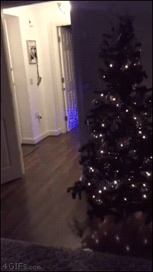 137MDVkGCzkZvW.gif