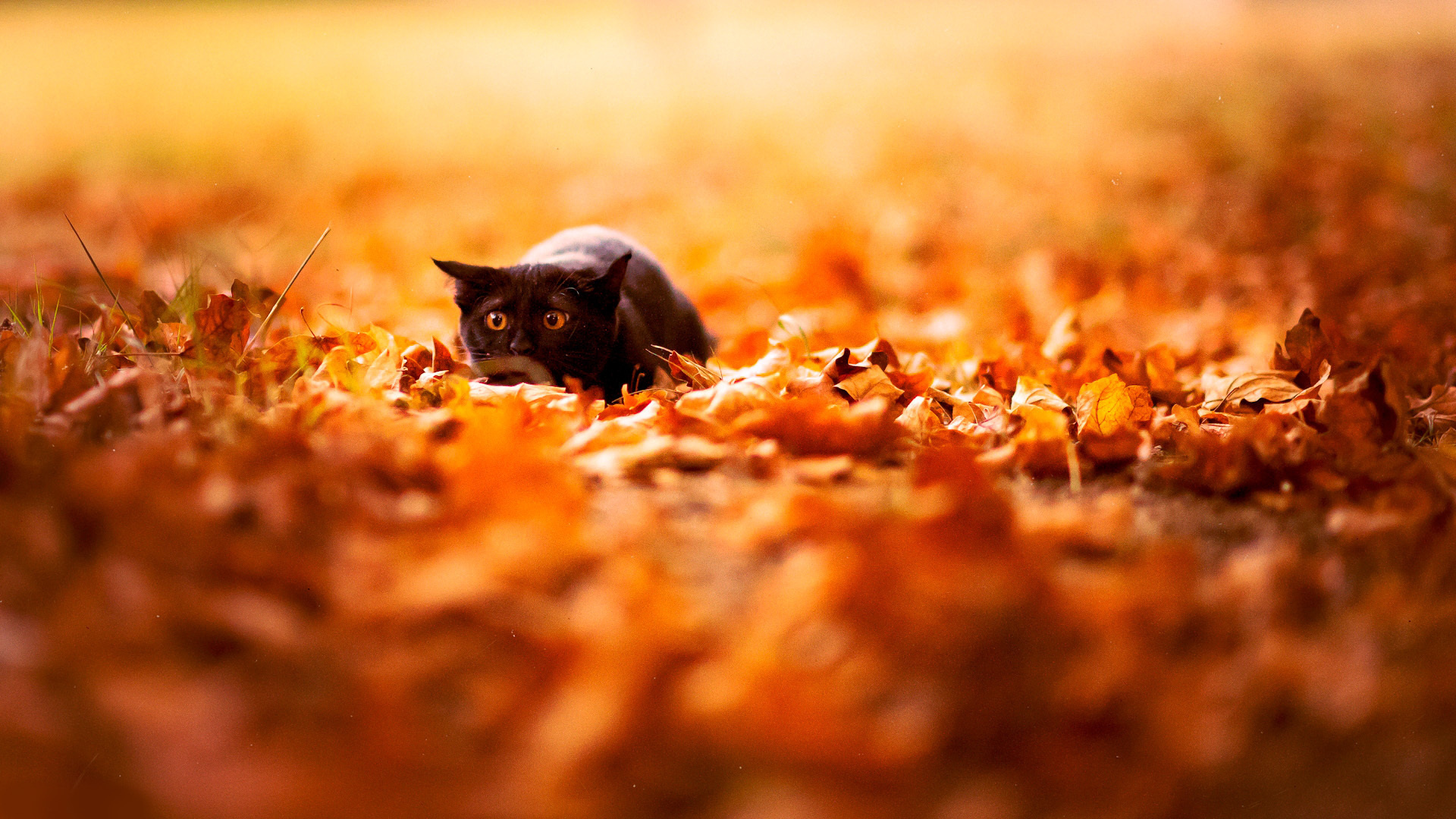 autumn-leaves-desktop-wallpaper.jpg