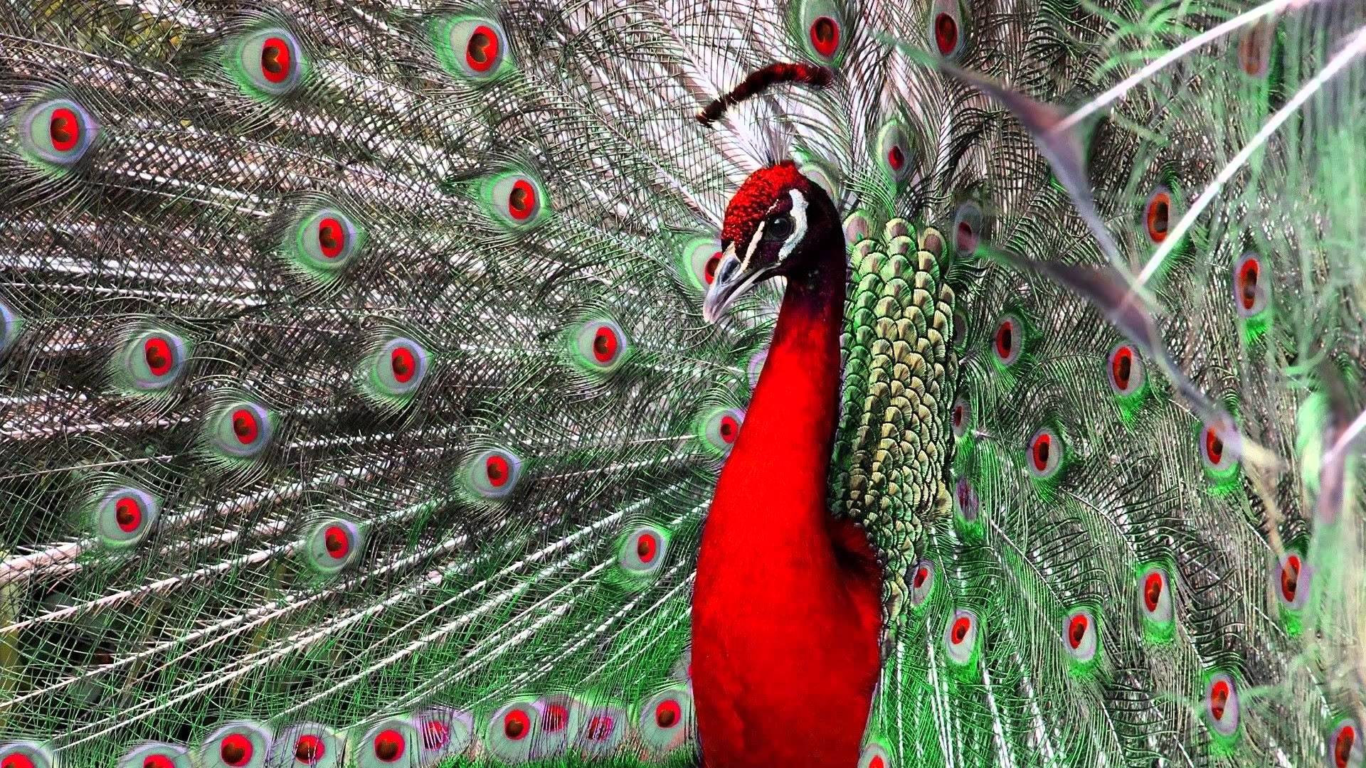 beautiful-peacock-1.jpg