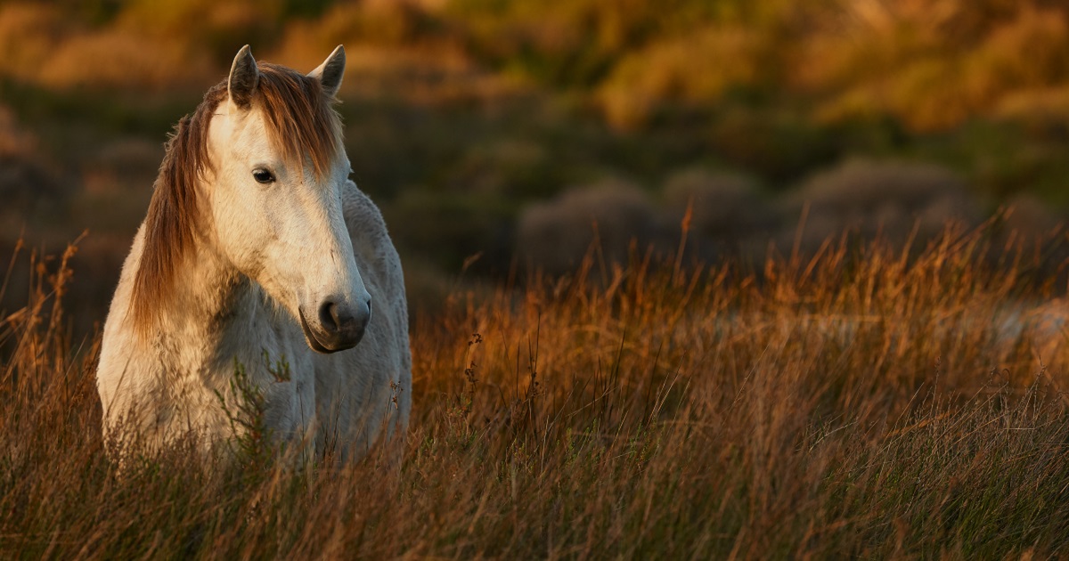 blog-threat-to-wild-horses-092216_fb.jpg