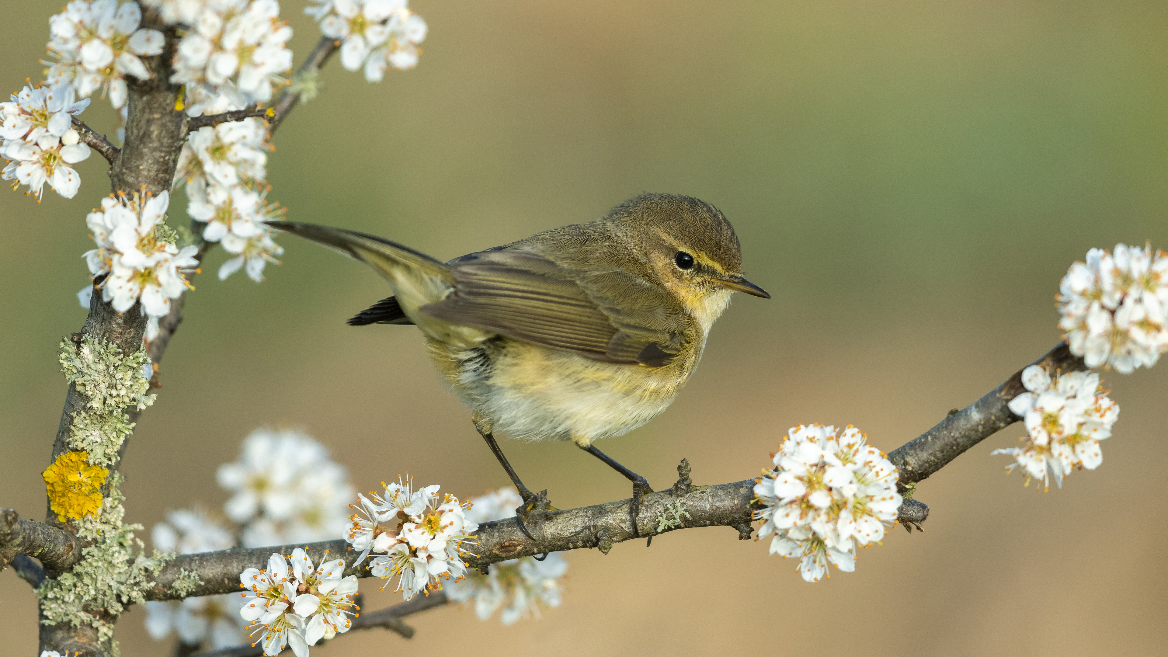 ChiffchaffSpring_ROW0928406195_UHD.jpg