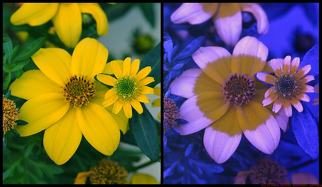 comparison-flowers.jpg