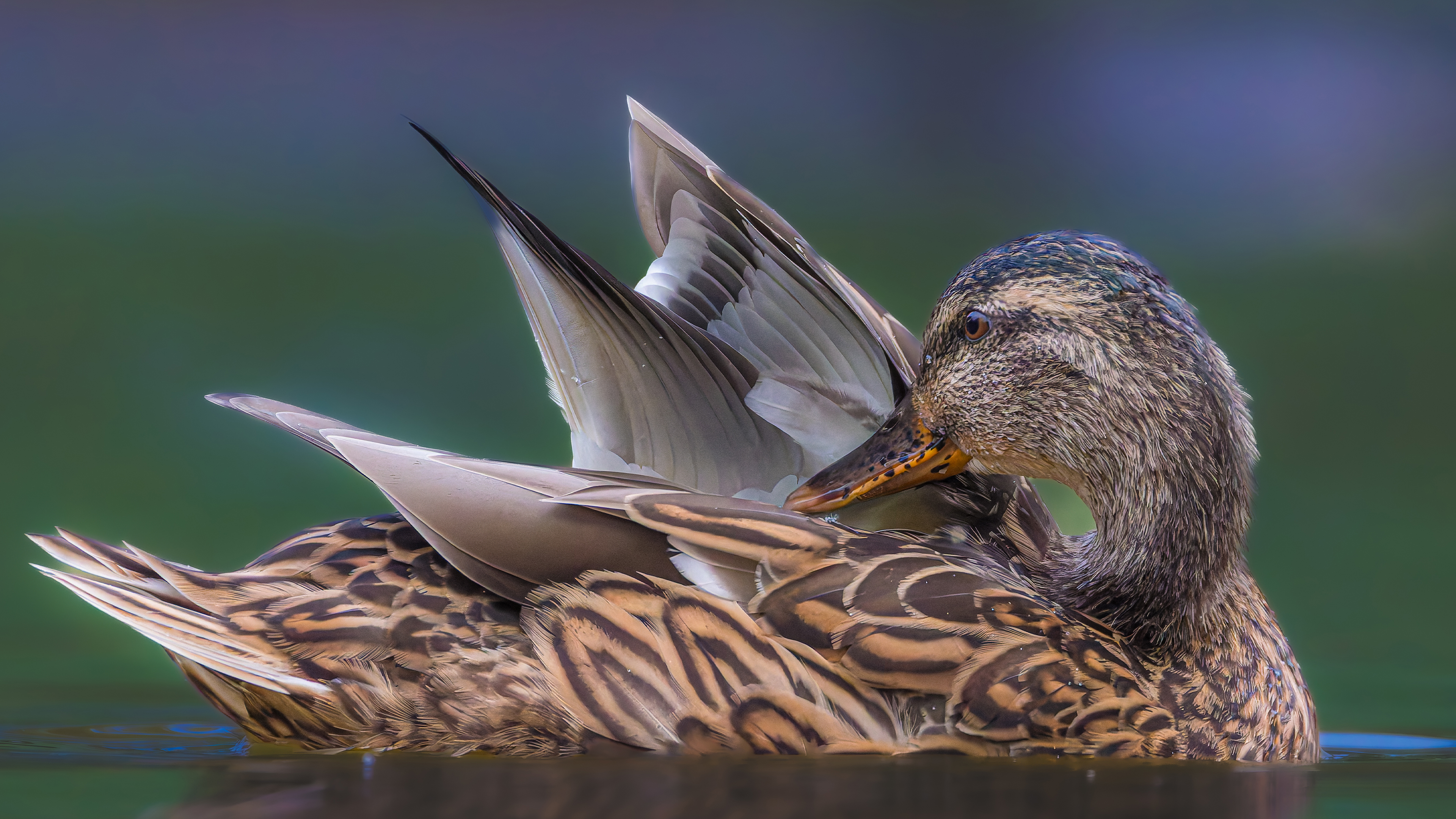 DuckPond_ROW8945252603_UHD.jpg