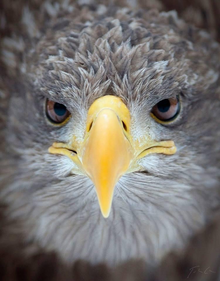 Eagle                  Photography by Csaba Tokoluyi - Imgur.jpg