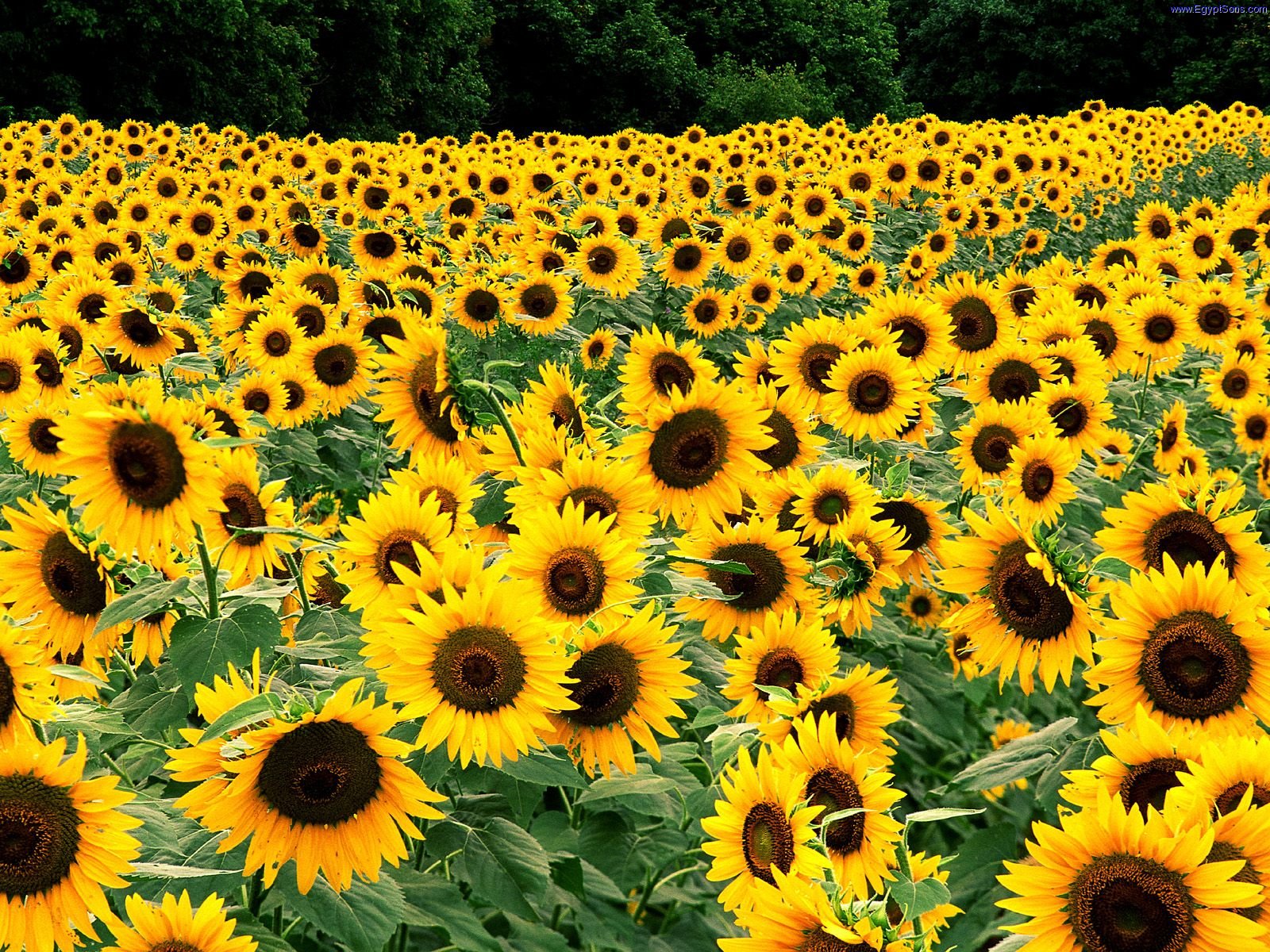 Field_of_Sunflowers_Kentucky.jpg