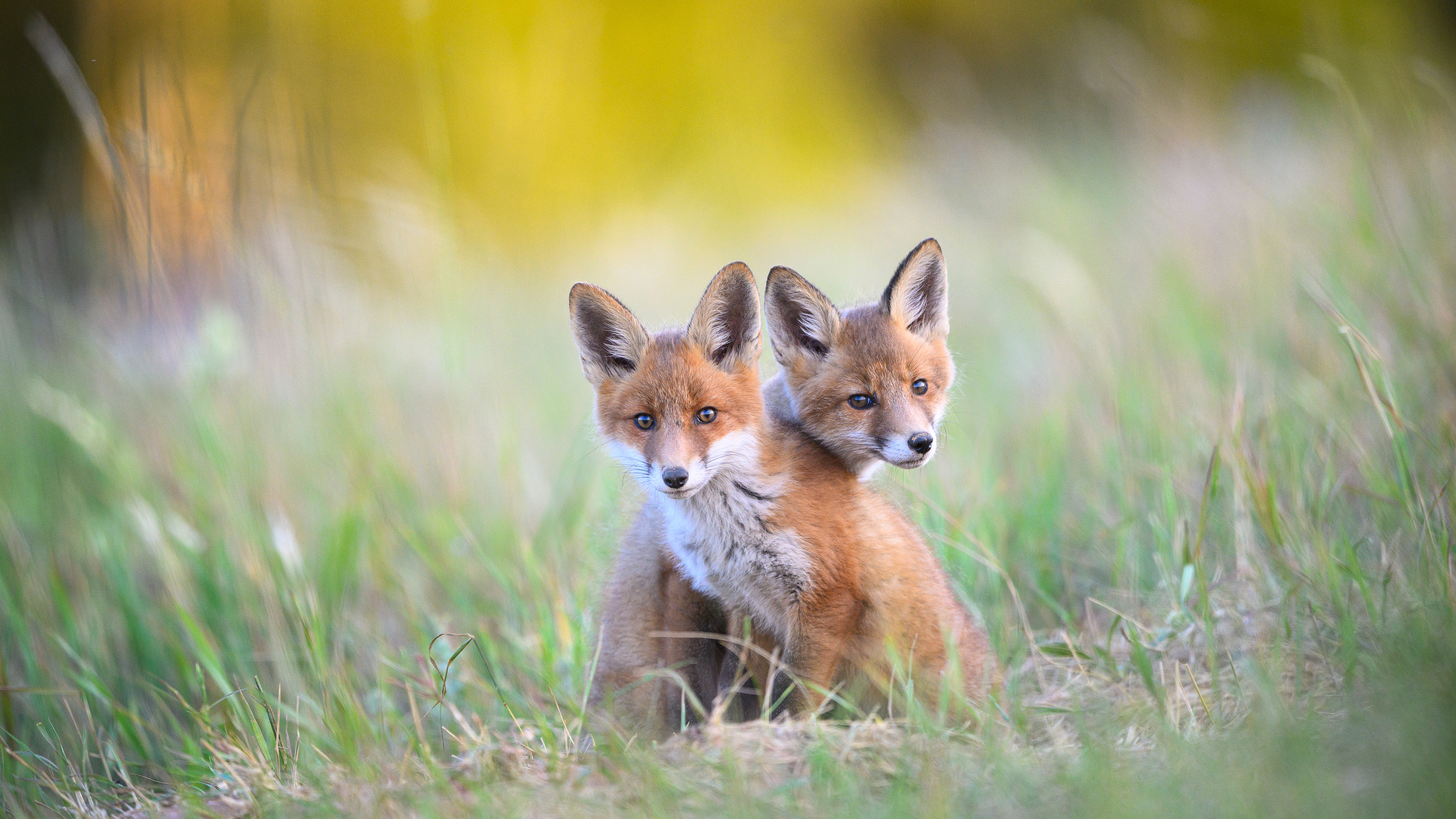 FoxSiblings_ROW1554598734_UHD.jpg