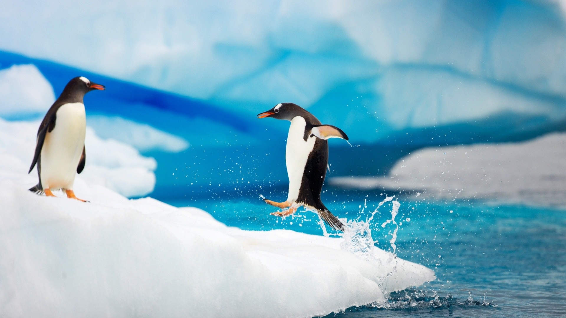 Happy-Antarctic-penguins-on-ice_1920x1080.jpg