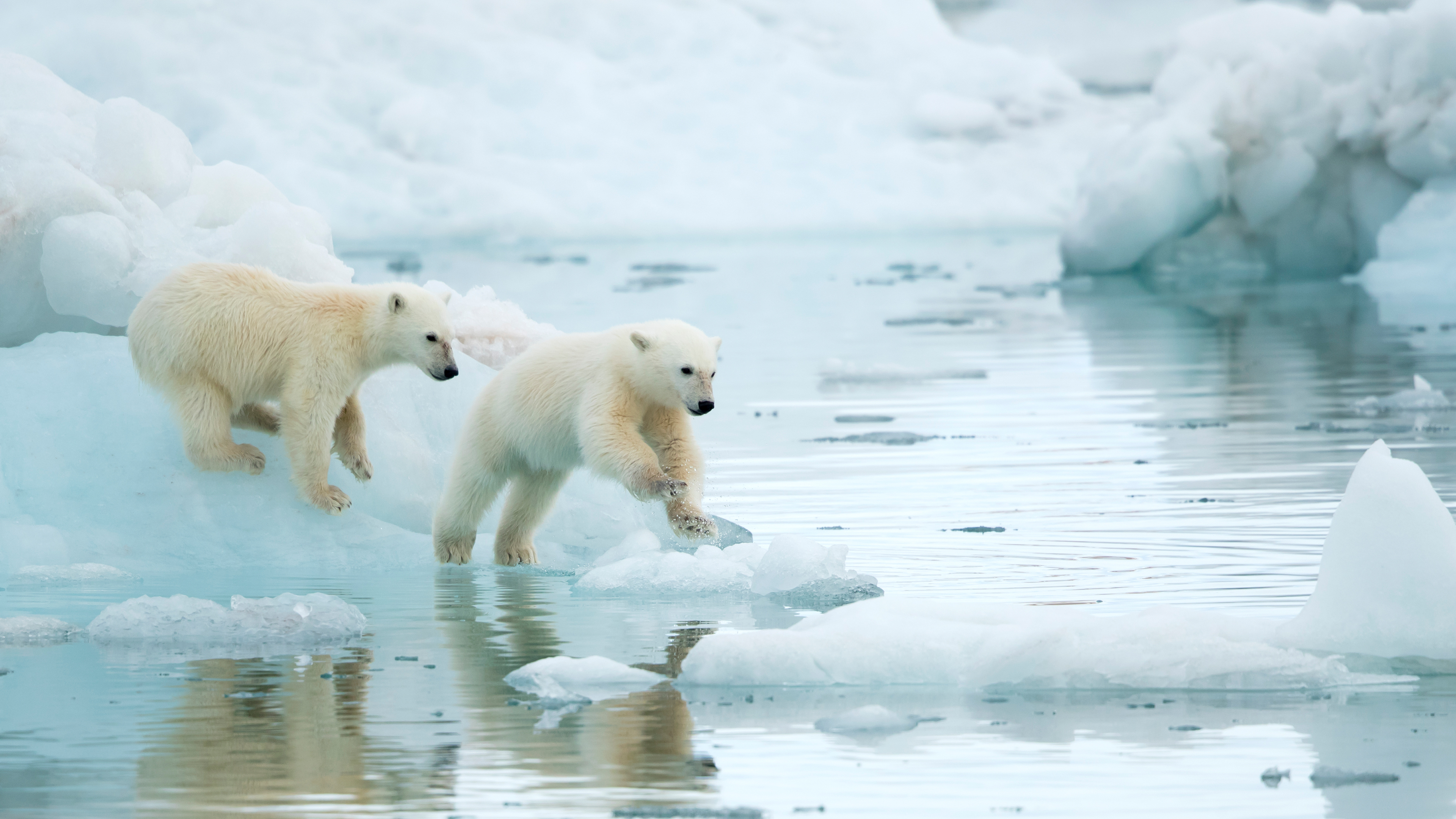 IcyCubs_ROW6681401044_UHD.jpg