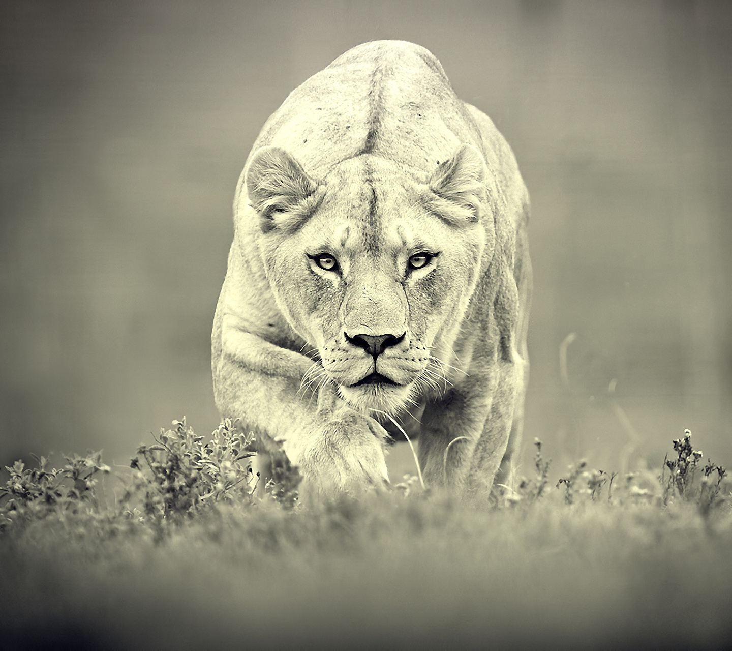 Lion_17.jpg