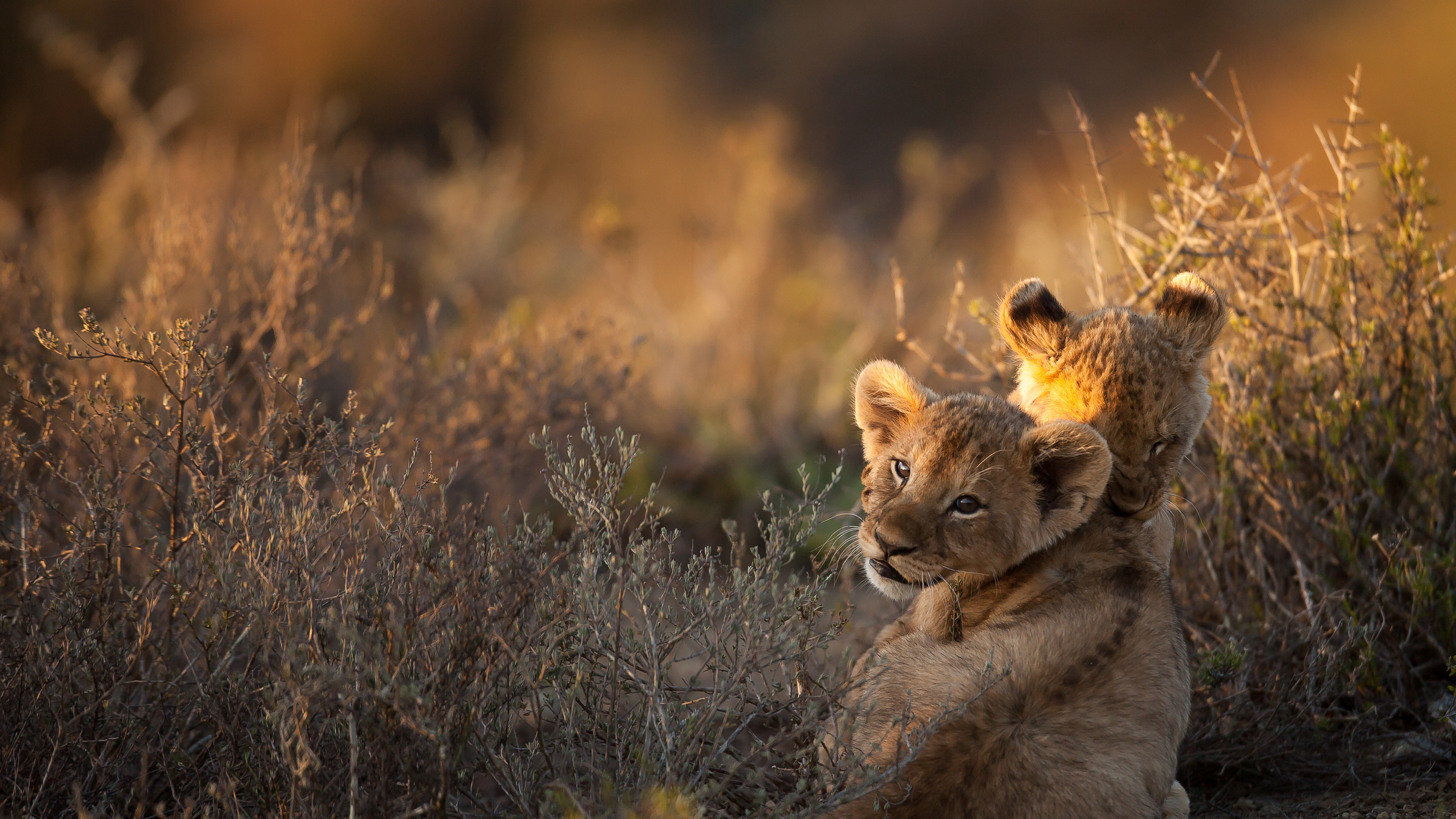 LionCubs_ROW2972211378_UHD.jpg