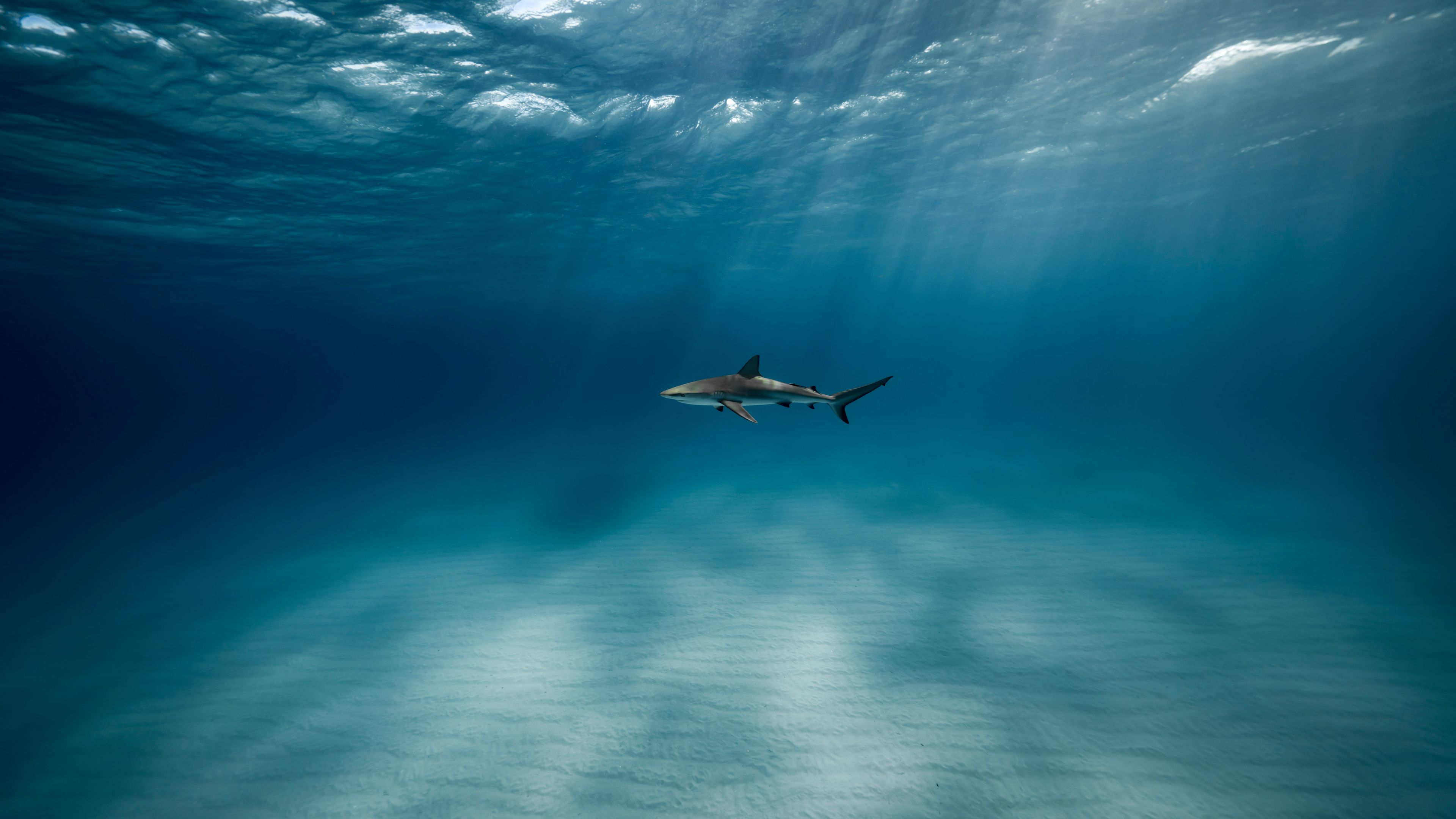 Lonely Shark photo by Michael Worden(1).jpg