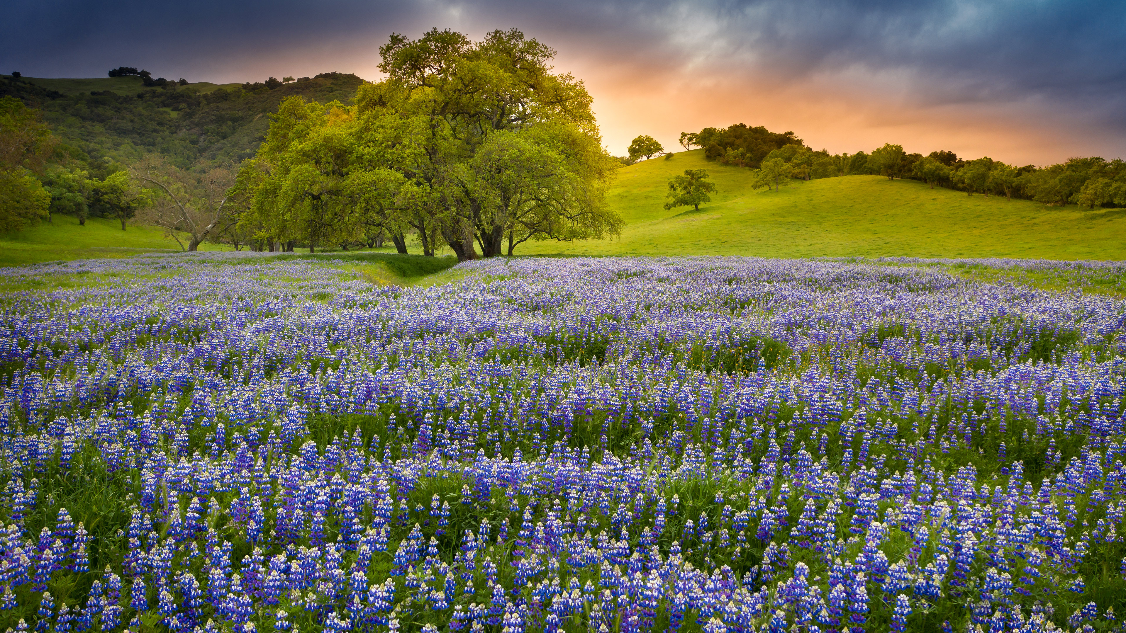LupineBloom_ROW8766643120_UHD.jpg