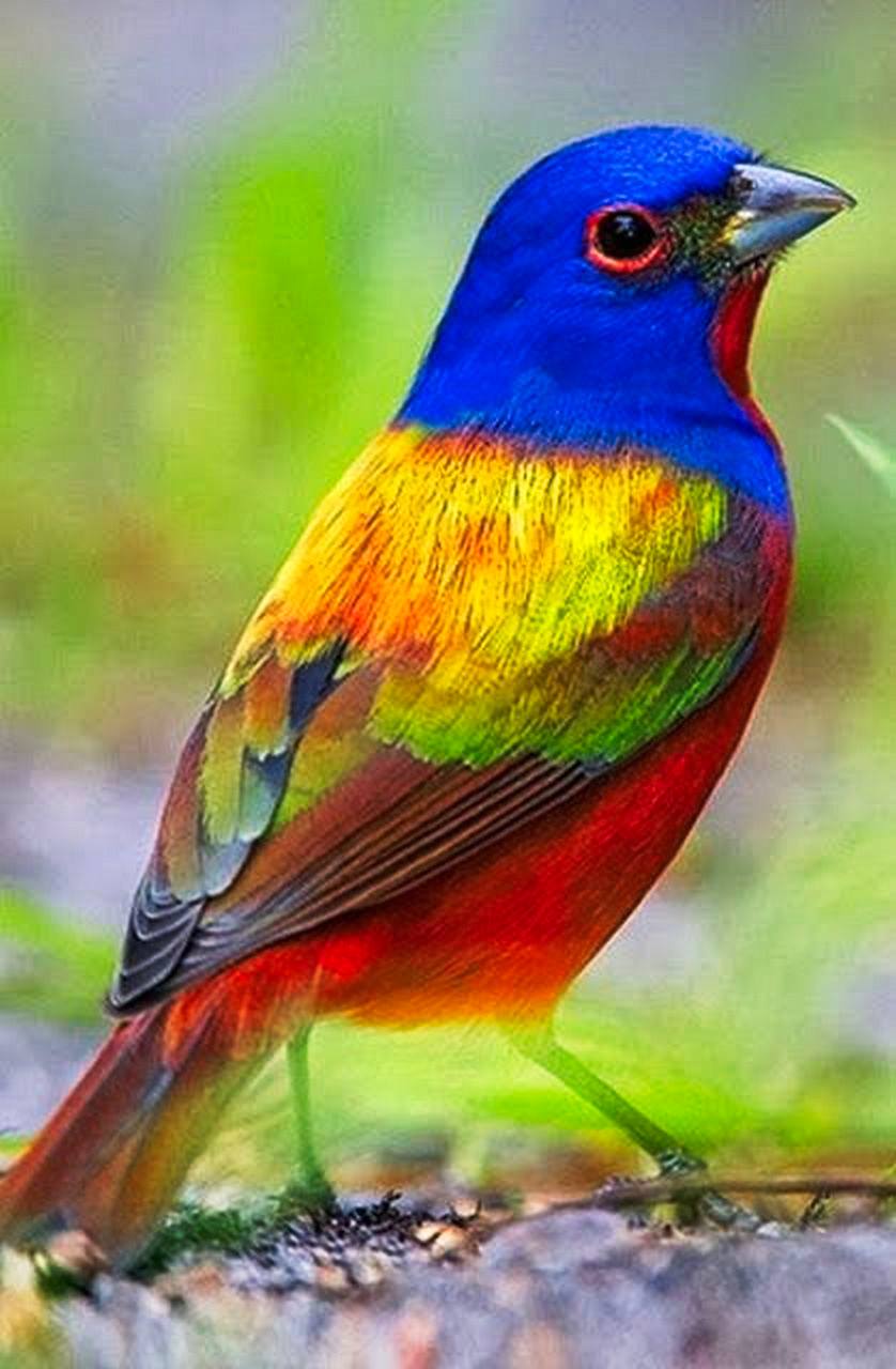 Magnificent bird! Most beautiful photos in the world_o 838x1280.jpg