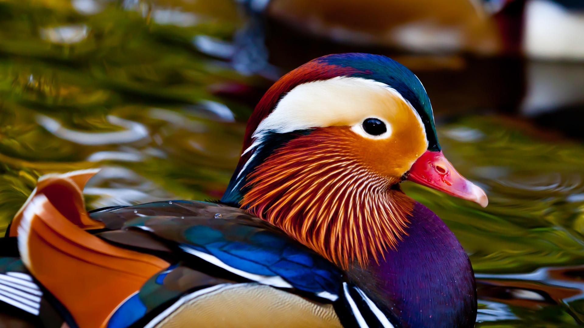 mandarin-duck-1.jpg