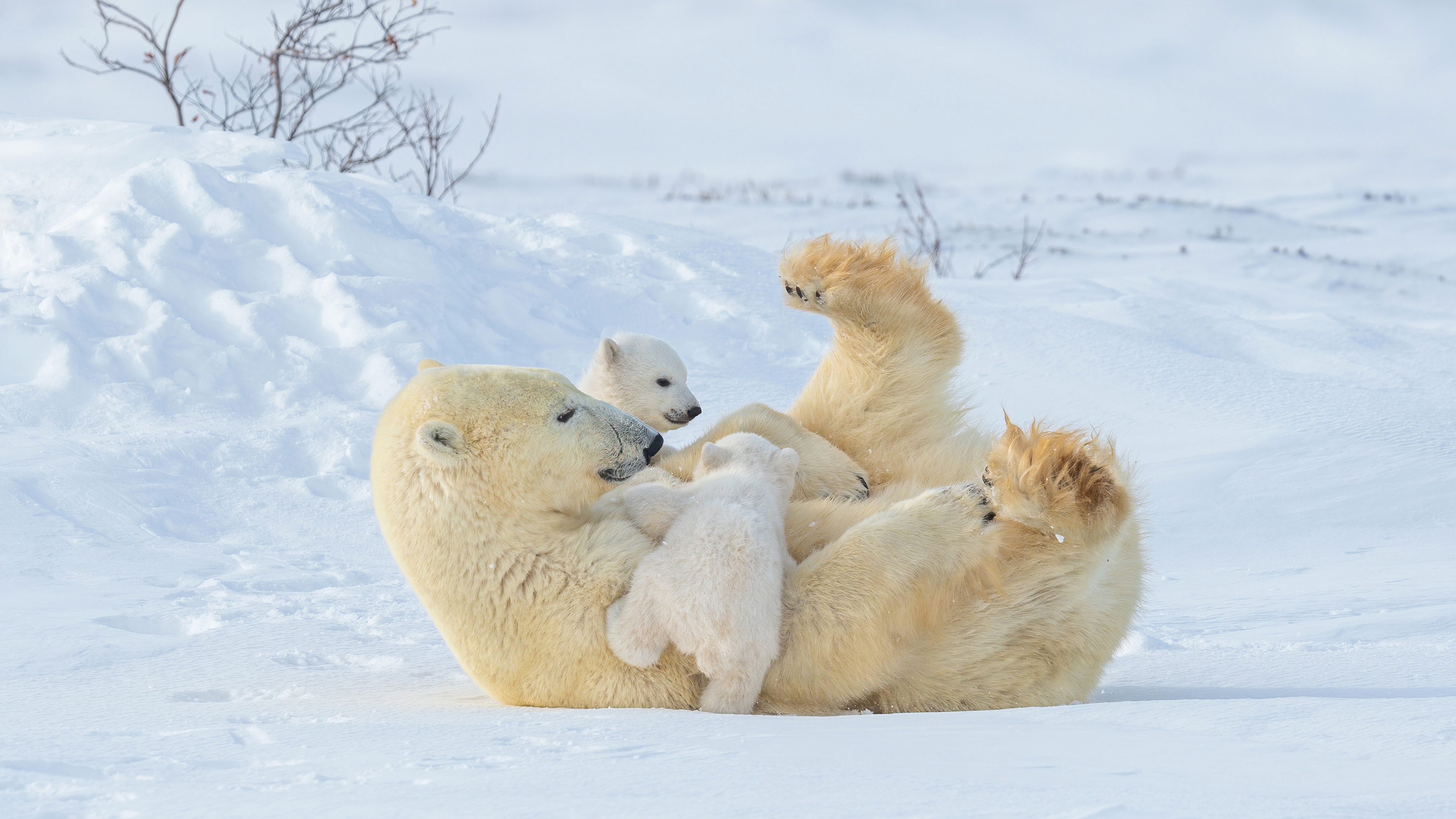 MotherCub_ROW1931444463_UHD.jpg