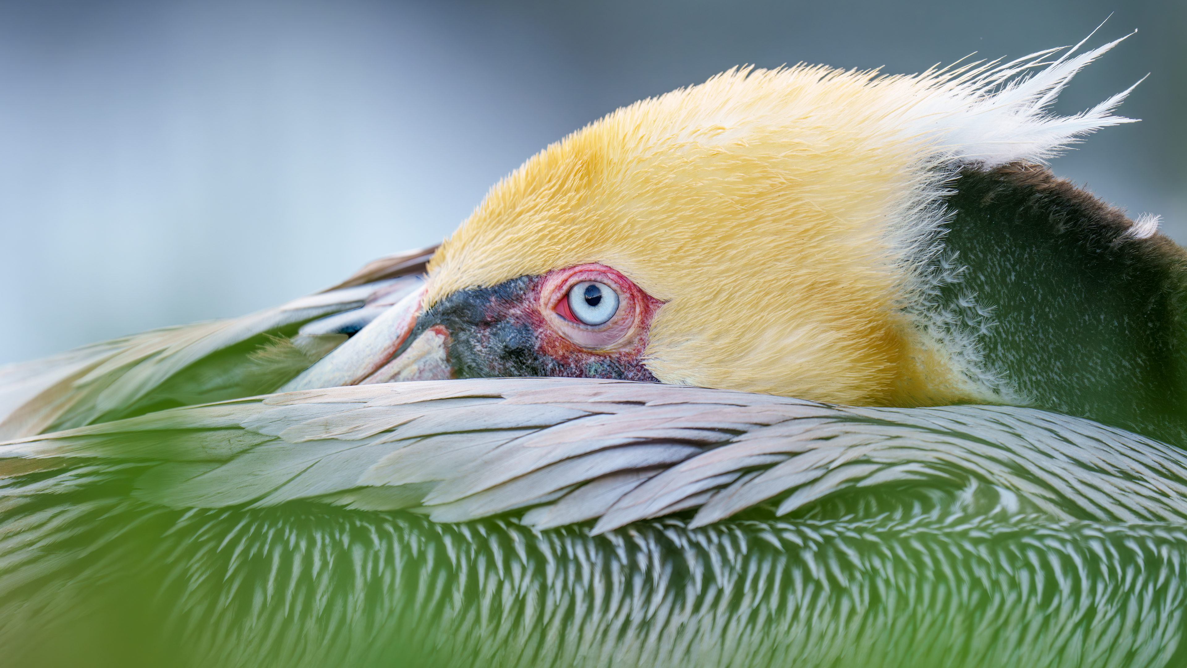 PelicanPortrait_ROW0687533687_UHD.jpg