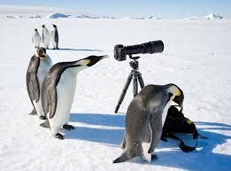 penguins1.jpg
