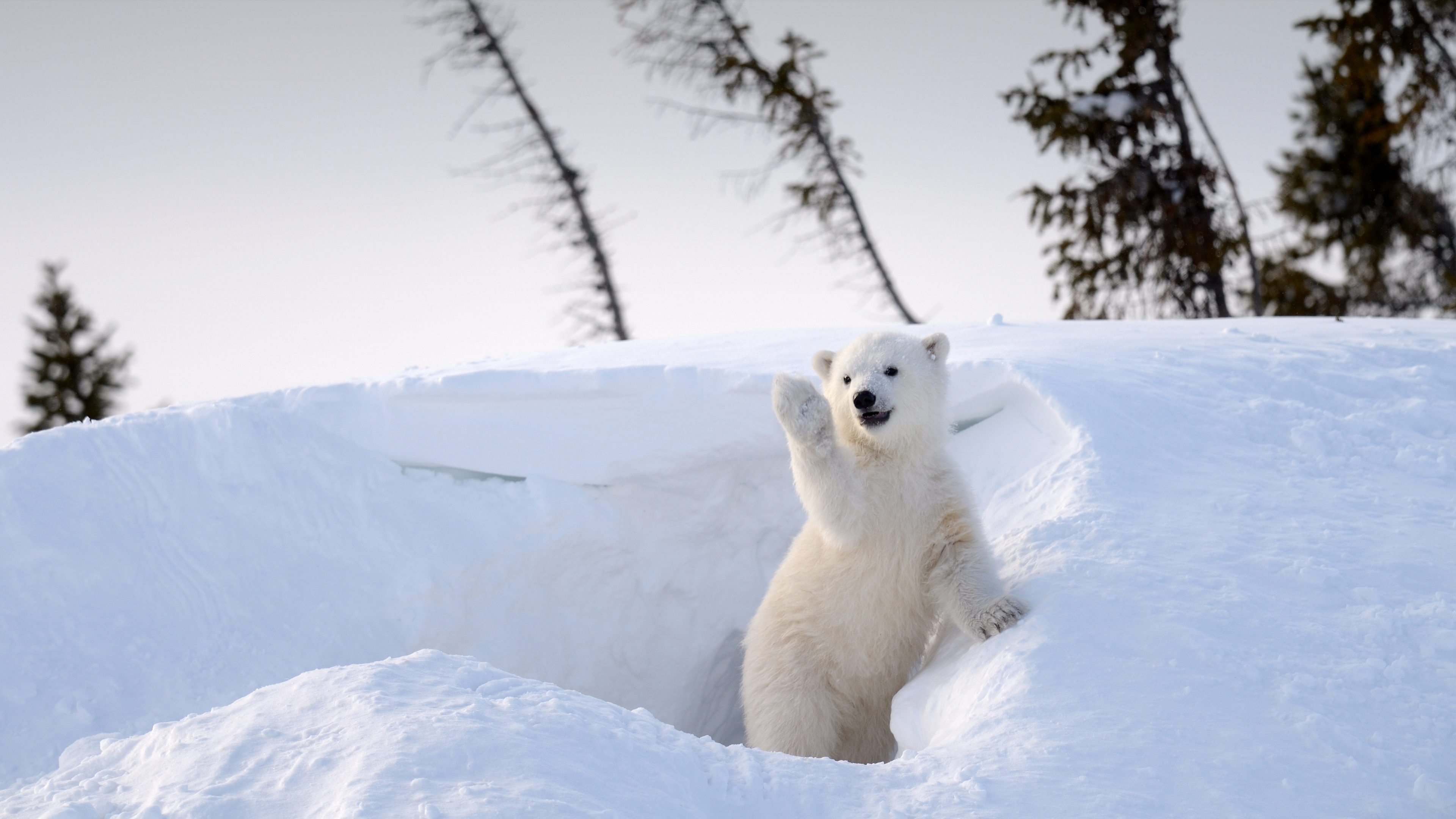 PolarCub_ROW4617288706_UHD.jpg