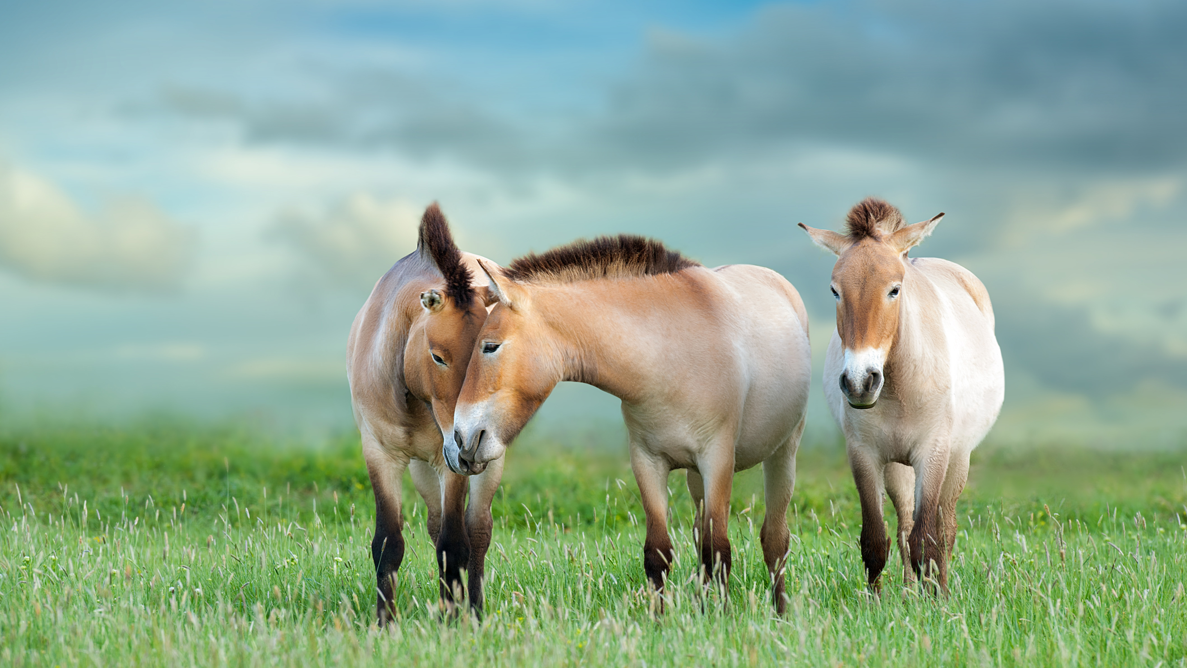 PrzewalskisHorse_ROW1038206758_UHD.jpg