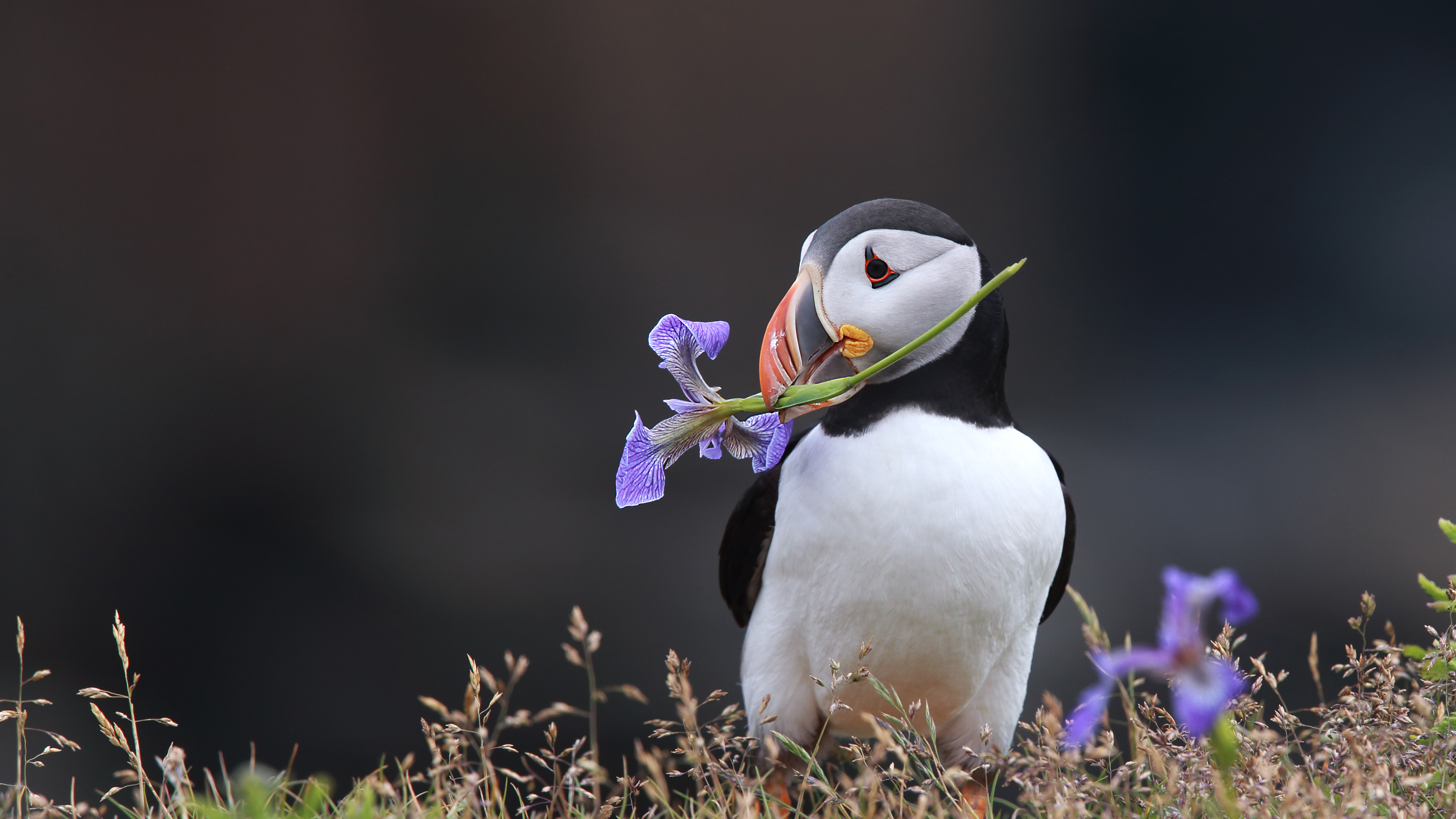 PurplePuffin_ROW7550028597_UHD.jpg