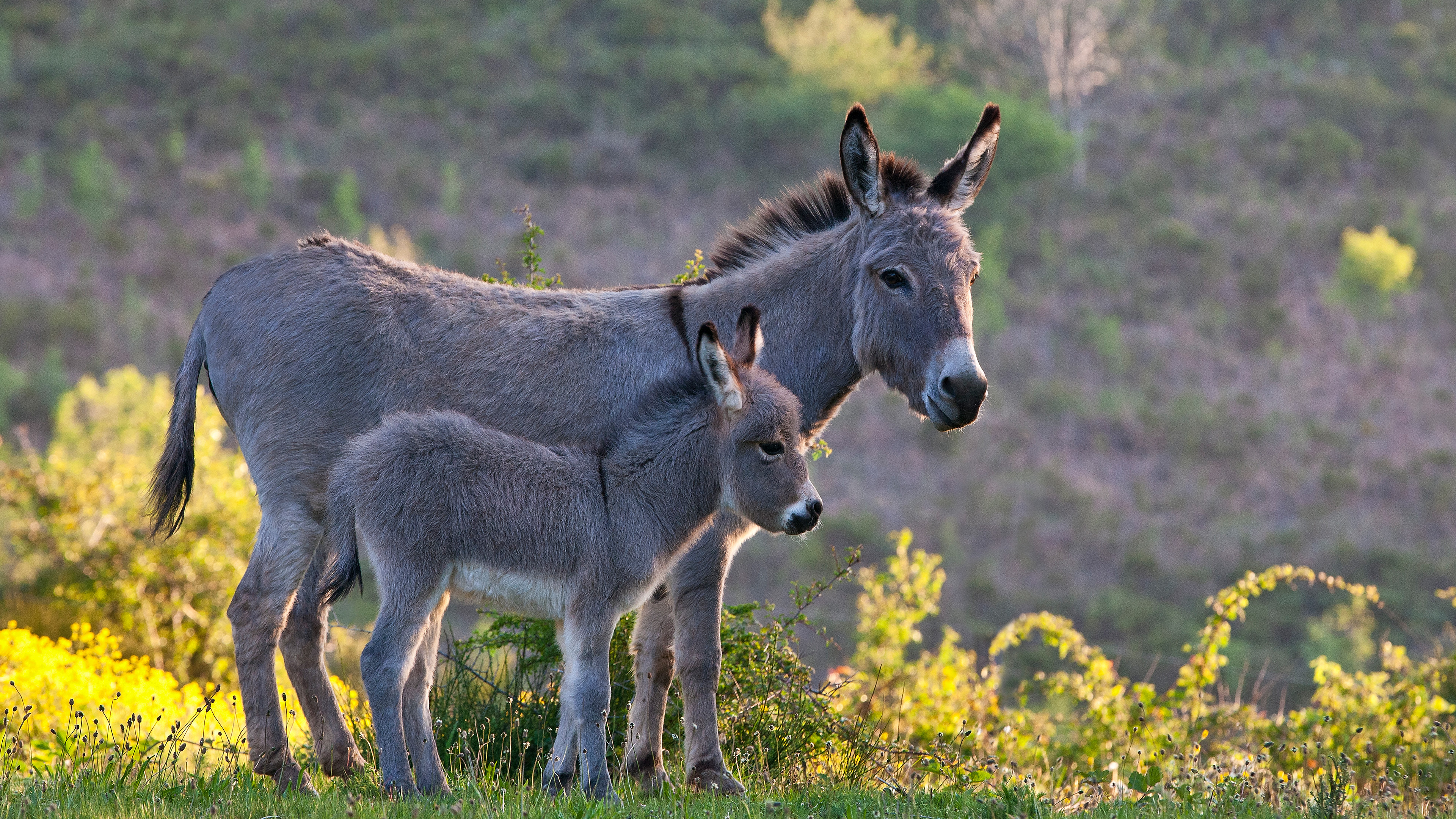 SardinianDonkey_ROW1501196122_UHD.jpg