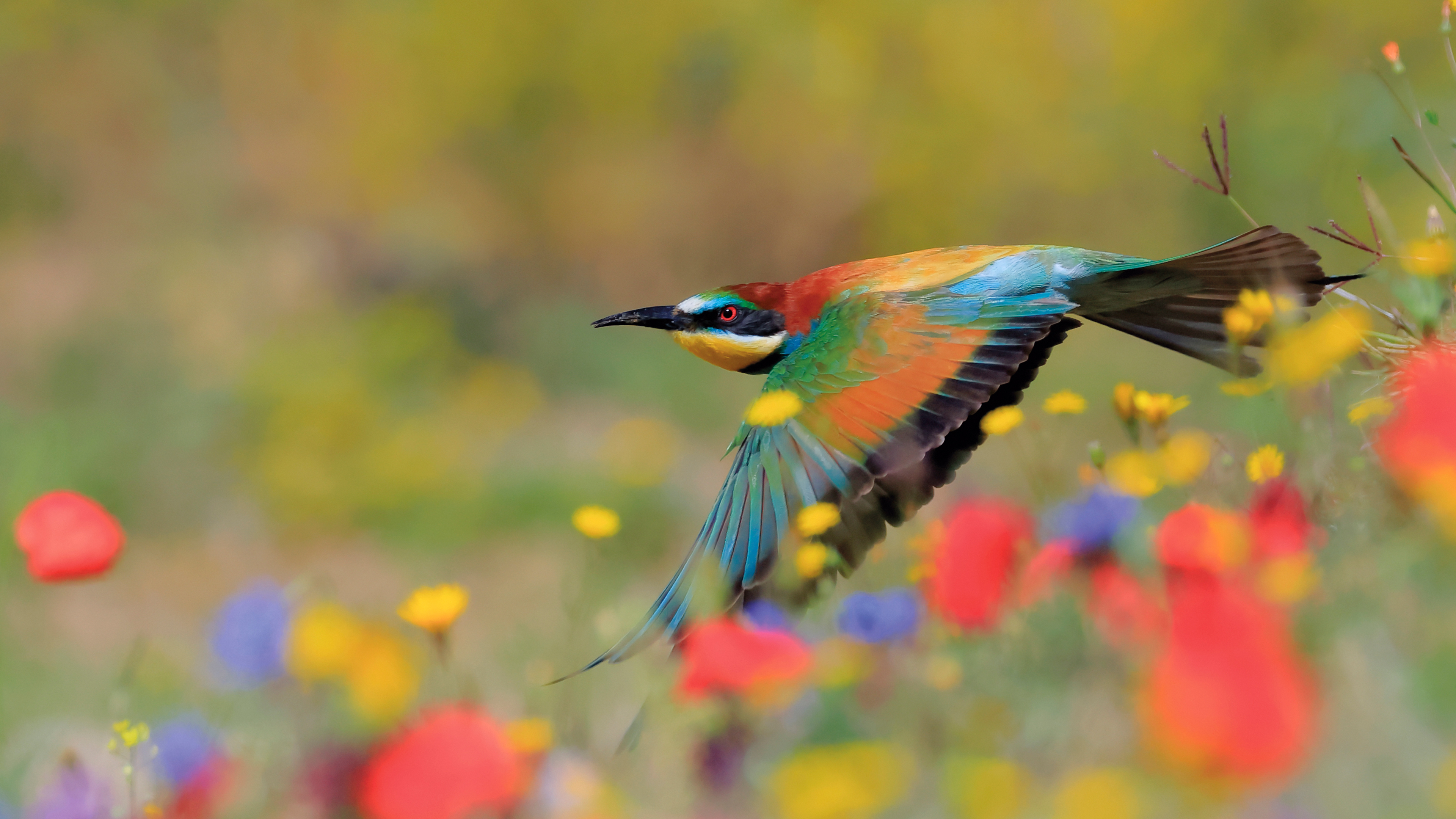 SpainBeeEater_ROW2830964378_UHD.jpg