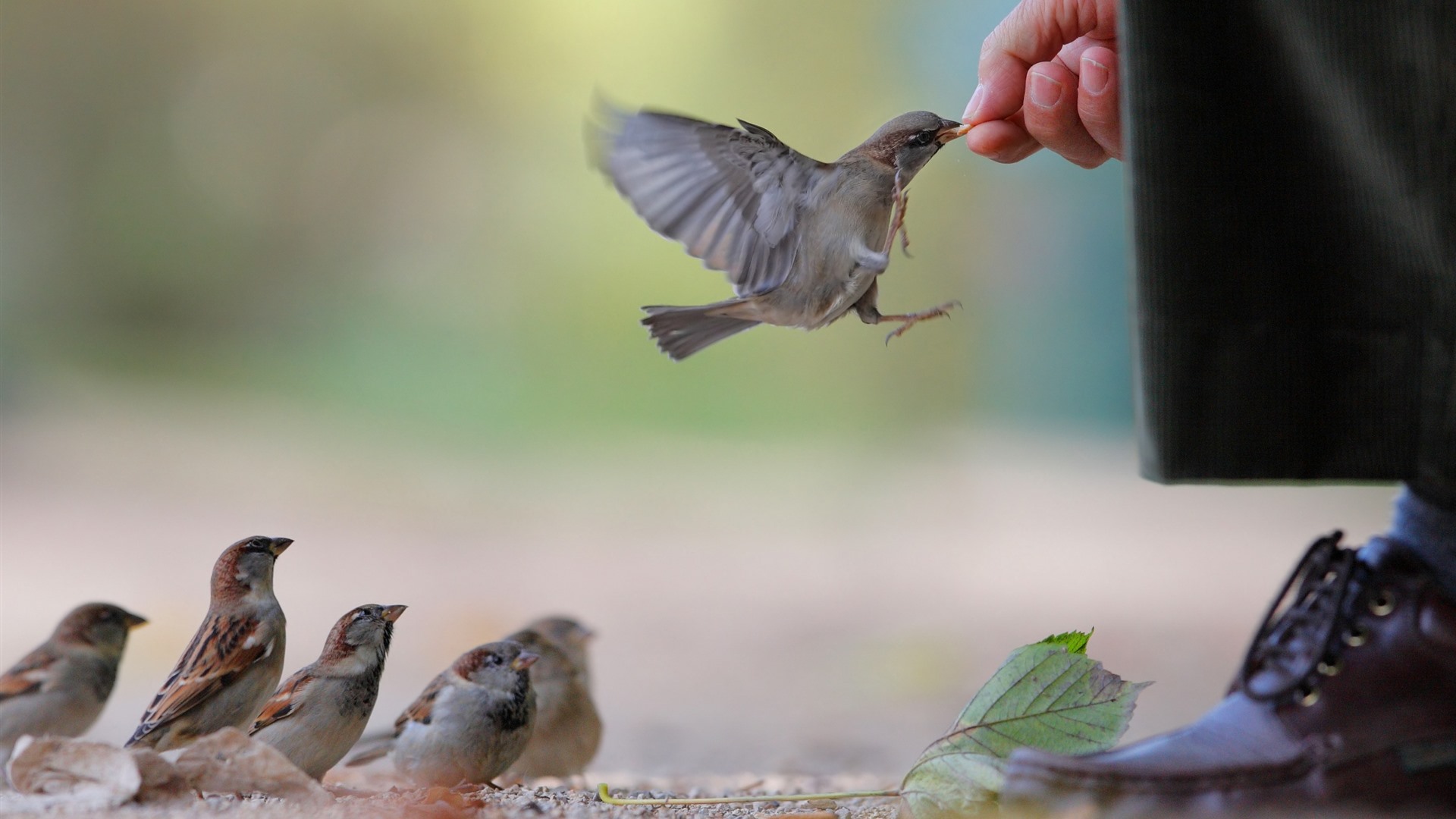 Sparrow-feeding_1920x1080.jpg