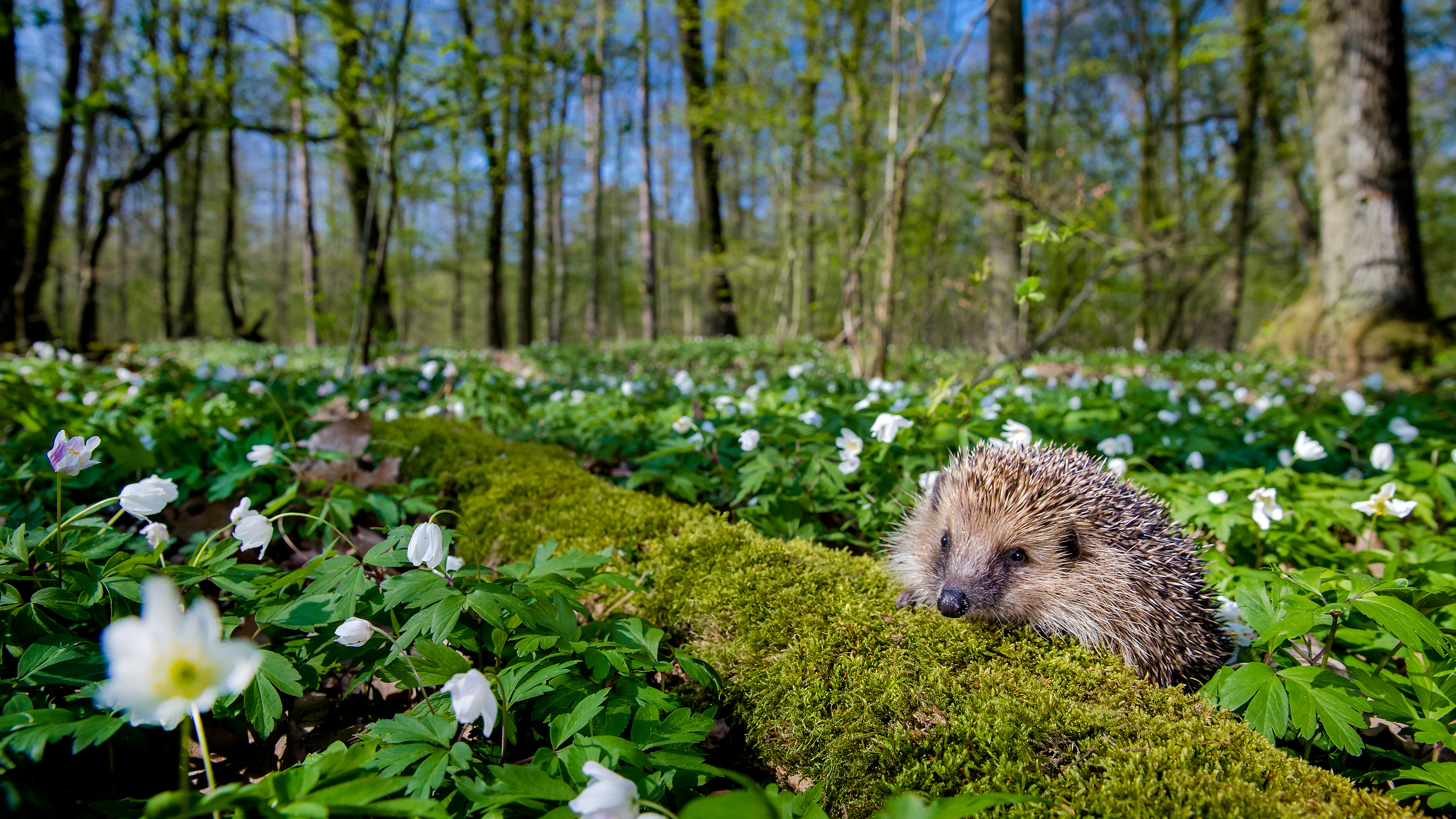 SpringHedgehog_ROW8347906365_UHD.jpg