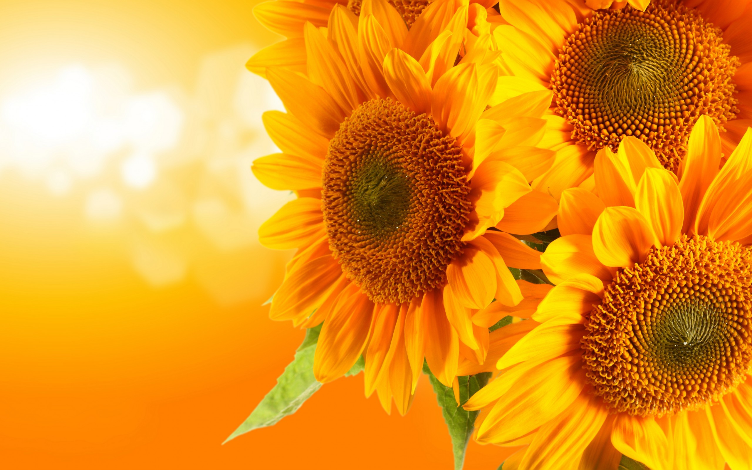 sunflower-desktop-wallpaper_110756109_53.jpg