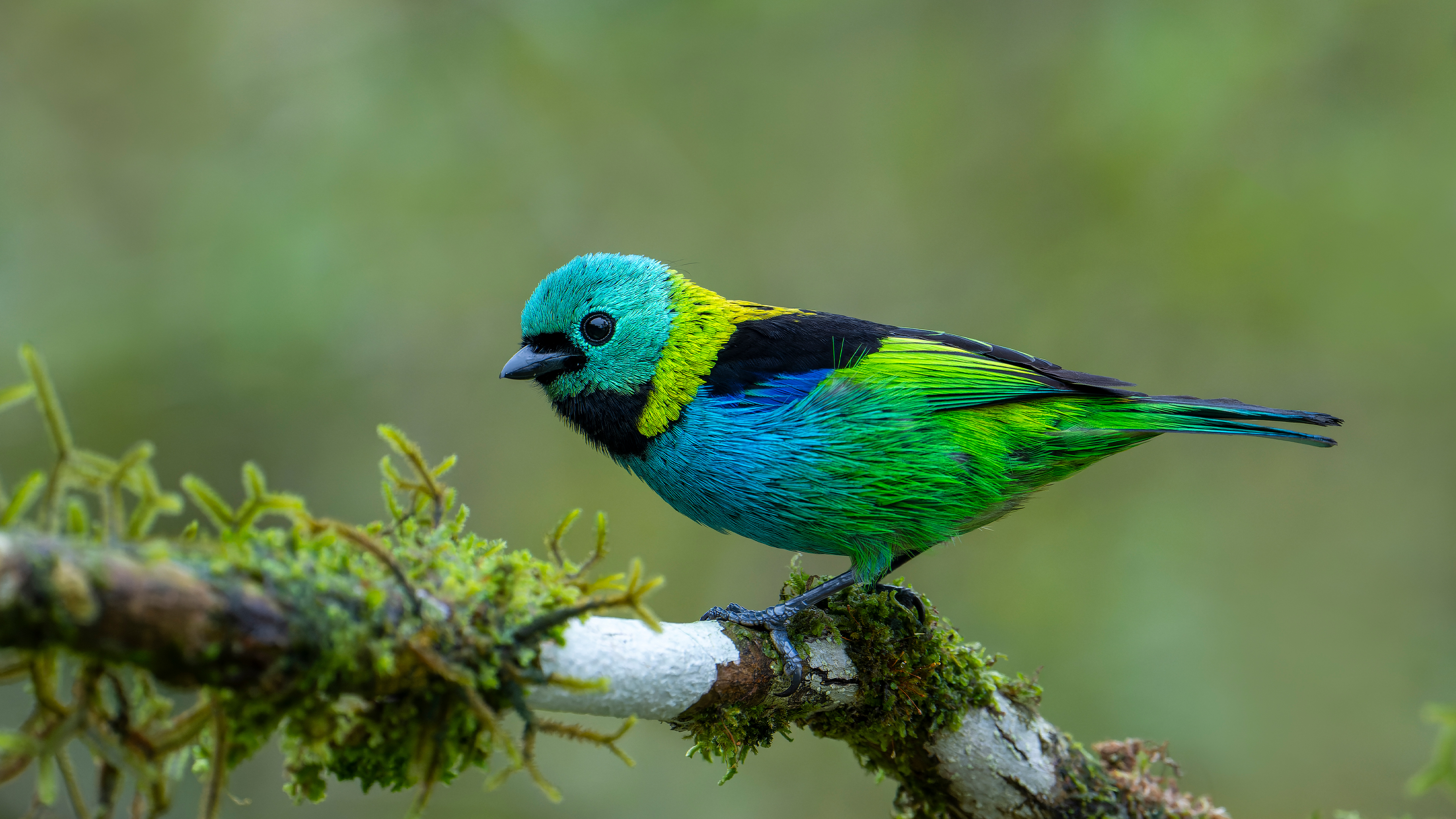 Tanager_ROW0977269473_UHD.jpg