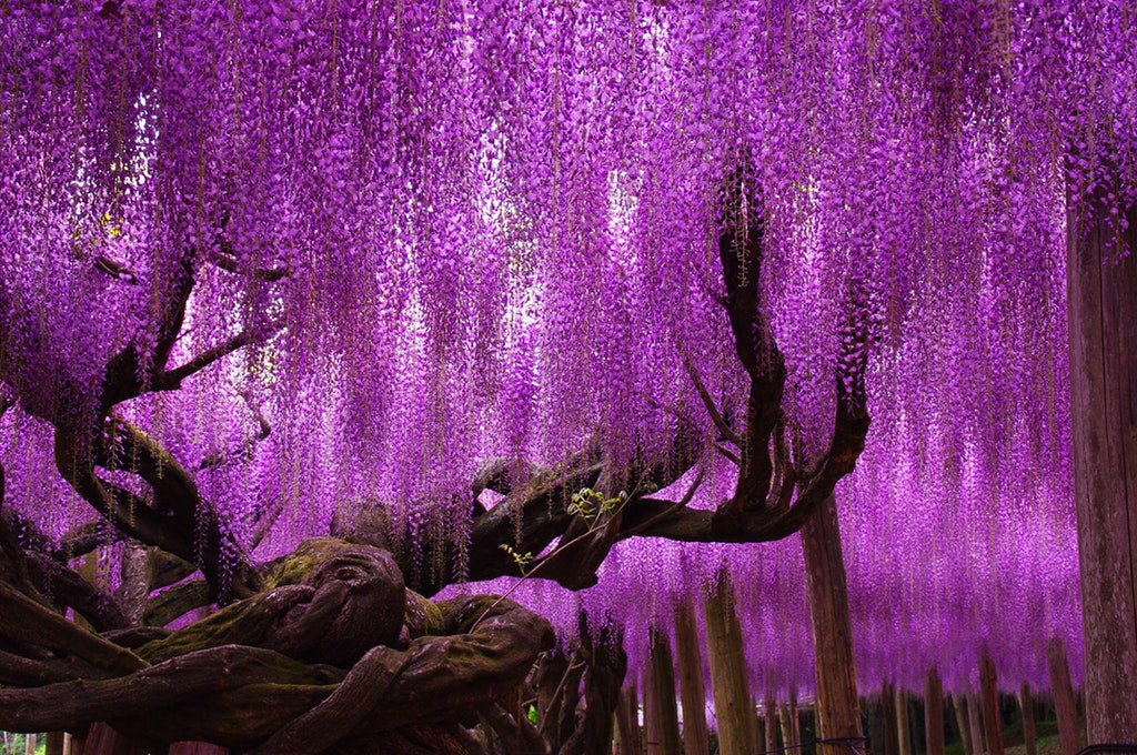 This is Japan’s largest wisteria, whose foliage covers 1,990 square meters and it's 147 years ...jpg