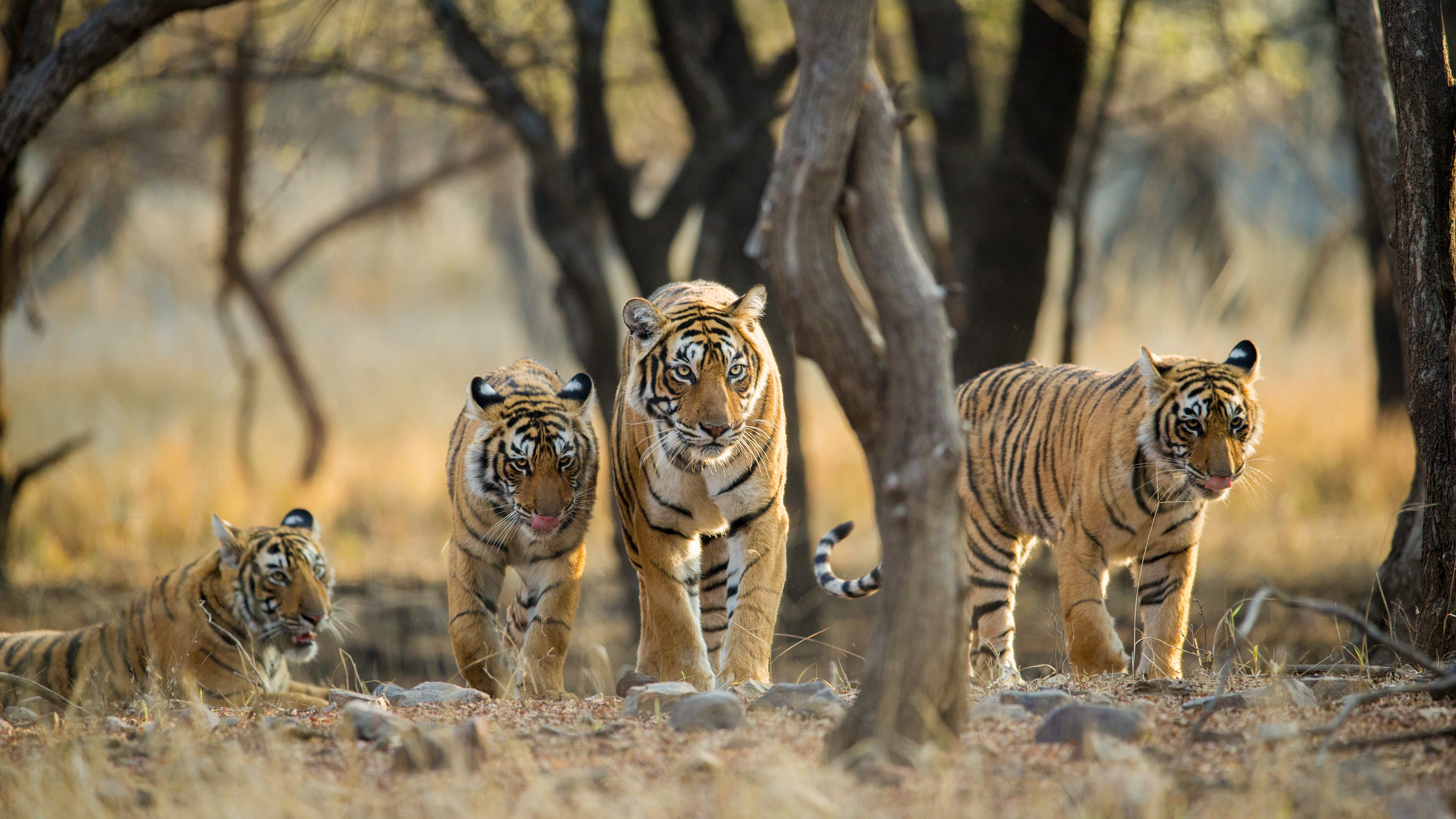 TigerFamily_ROW4948587422_UHD.jpg