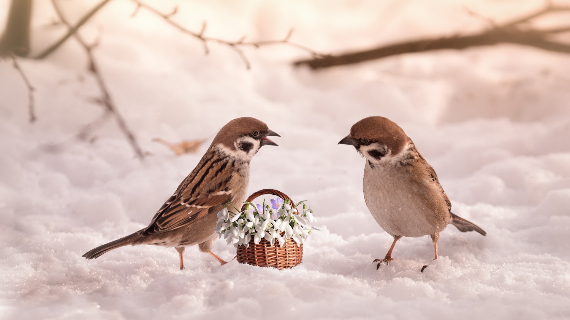 Two-sparrows-snow-flowers_1920x1080.jpg