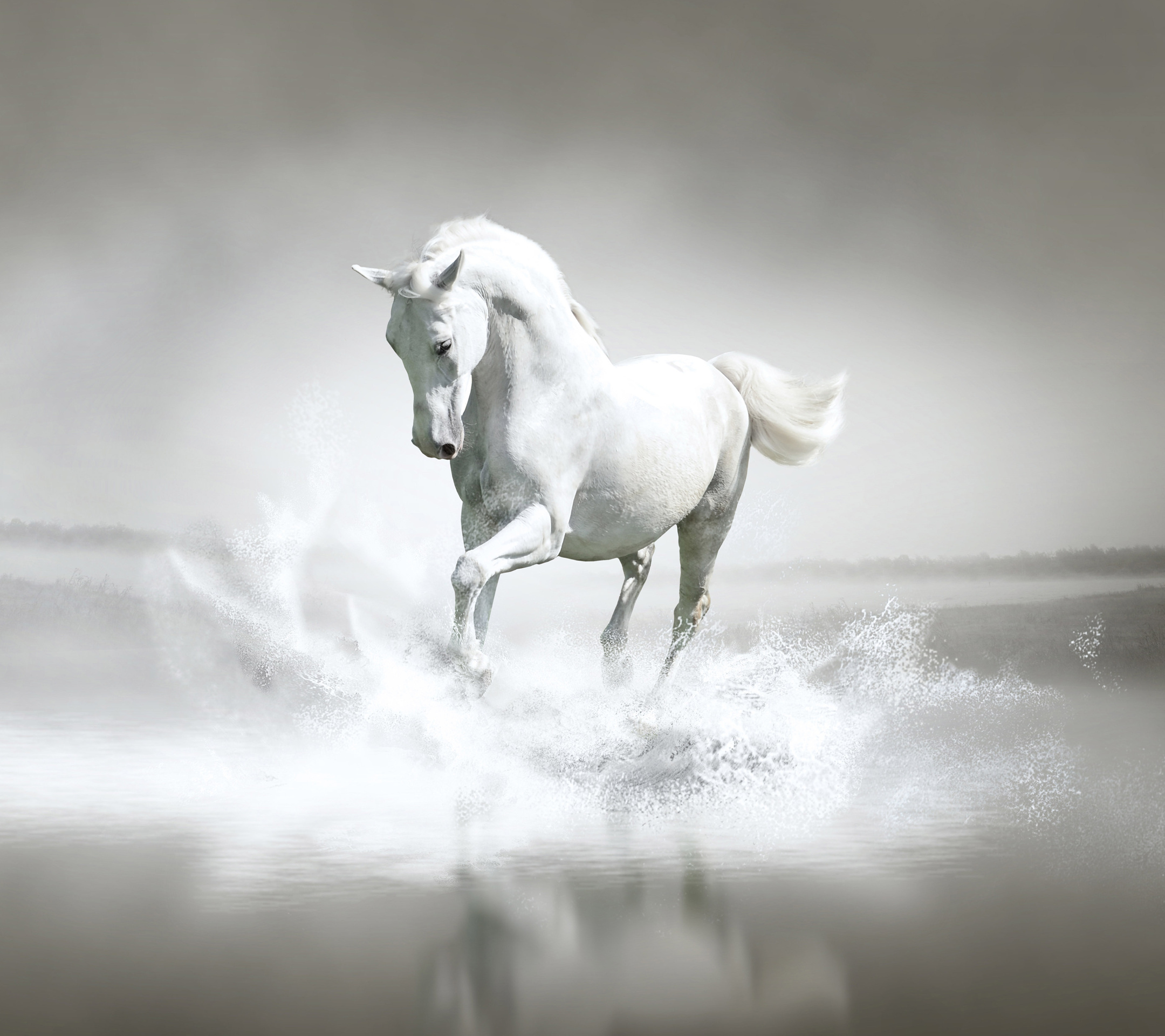White Horse_41.jpg