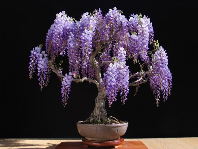 wisteria-in-pots-tree-owned-by-tobie-kleynhans-growing-wisteria-in-pots.jpg