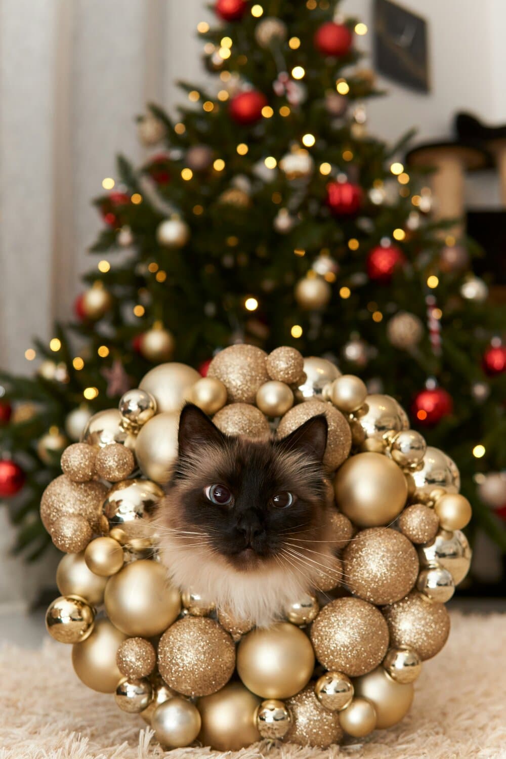 xmas kitty.jpg