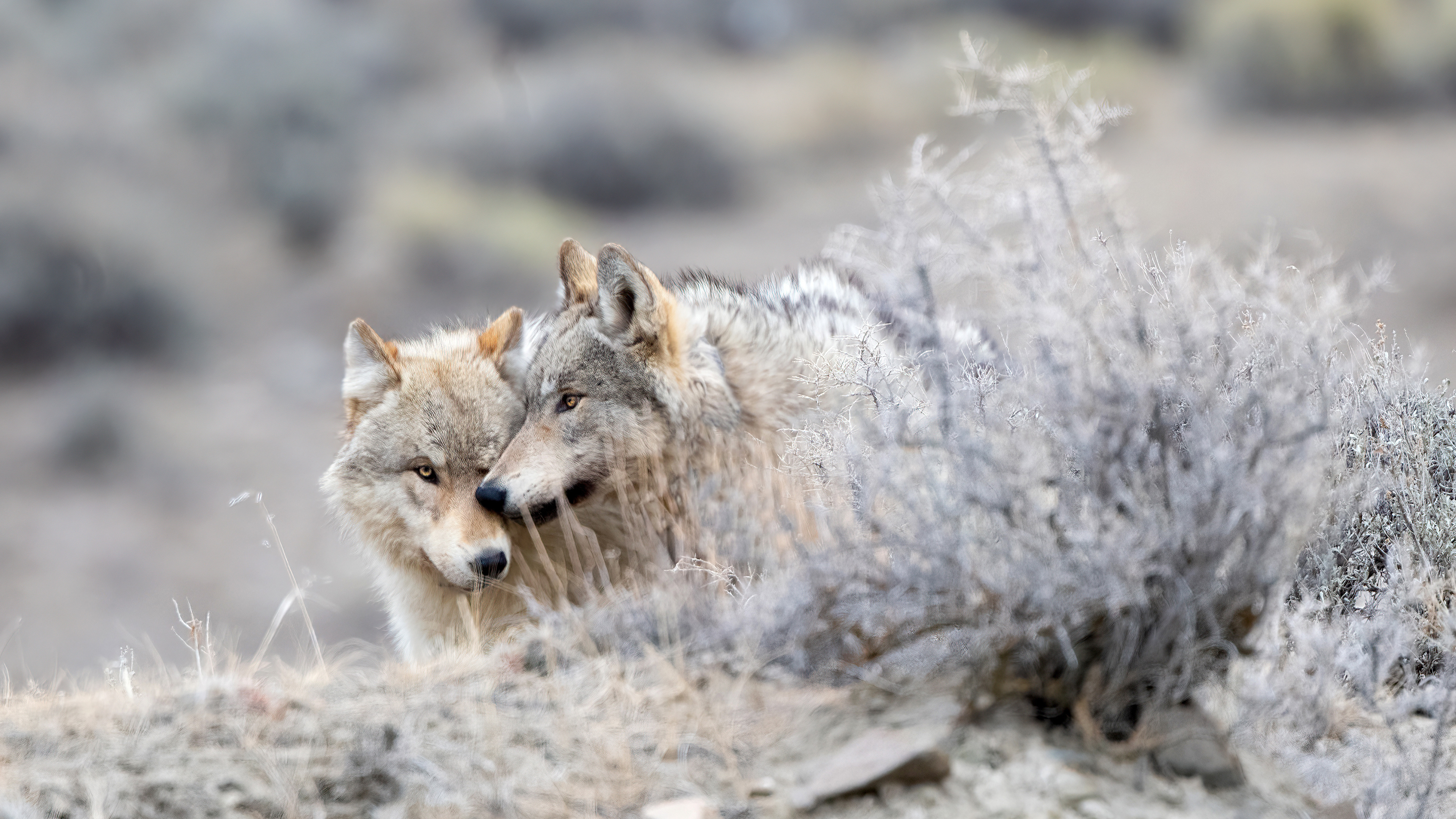 YellowstoneWolves_ROW0688697251_UHD.jpg