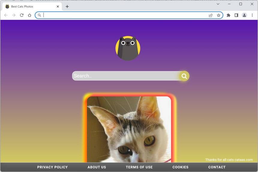 Image: Cats Fanpage Chrome New Tab page