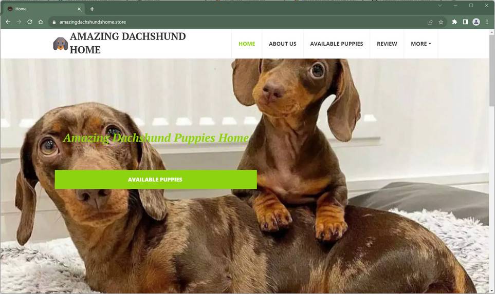 amazingdachshundshome.store scam