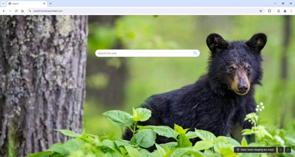 Bear Web Search