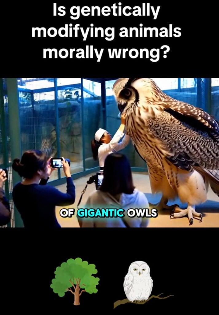 Scam OWL