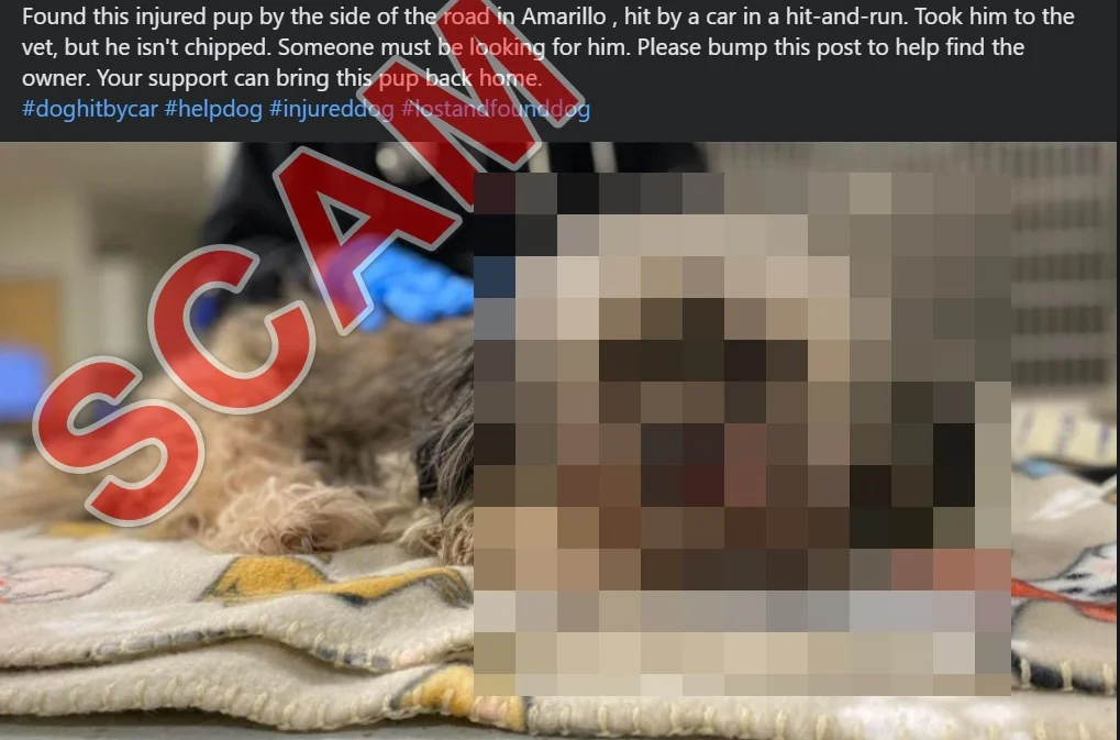 Scam Facebook Dog