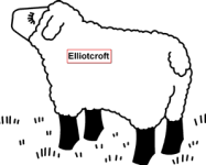 sheep.png