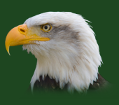 Eagle.PNG