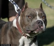 pit-bull-terrier-dog-15.jpg