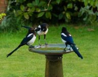 three magpies - linternaute.com.jpg
