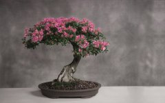 bonsai_japan_tree_art_wallpaper_2.jpg