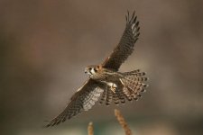 Female American Kestrel photo by Dan Walters.jpg