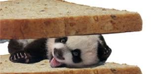 panda.jpg panda.jpg