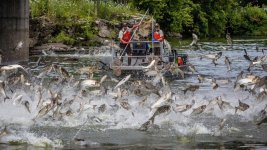Asian carp - invasive species - Kentucky.jpeg